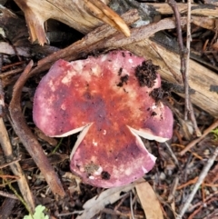 Russula 'purpureoflava group' at Coree, ACT - 21 Jun 2022