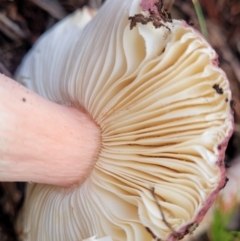 Russula 'purpureoflava group' at Coree, ACT - 21 Jun 2022