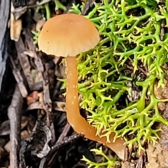 Unidentified Cap on a stem; gills below cap [mushrooms or mushroom-like] at Coree, ACT - 21 Jun 2022 by trevorpreston