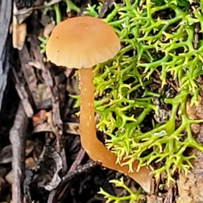Unidentified Cap on a stem; gills below cap [mushrooms or mushroom-like] at Coree, ACT - 21 Jun 2022 by trevorpreston