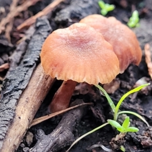 Laccaria sp. at Coree, ACT - 21 Jun 2022