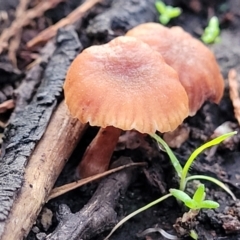 Unidentified Cap on a stem; gills below cap [mushrooms or mushroom-like] (TBC) at Coree, ACT - 21 Jun 2022 by trevorpreston