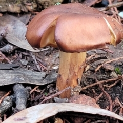 Cortinarius sp. (Cortinarius) at Coree, ACT - 21 Jun 2022 by trevorpreston