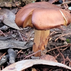 Cortinarius sp. at Coree, ACT - 21 Jun 2022