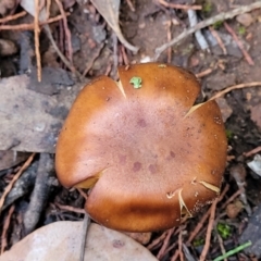 Cortinarius sp. at Coree, ACT - 21 Jun 2022