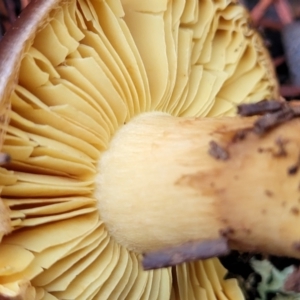 Cortinarius sp. at Coree, ACT - 21 Jun 2022