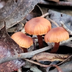 Laccaria sp. (Laccaria) at Coree, ACT - 21 Jun 2022 by trevorpreston