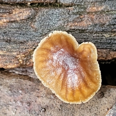 Unidentified Cap on a stem; gills below cap [mushrooms or mushroom-like] at Ginninderry Conservation Corridor - 21 Jun 2022 by trevorpreston