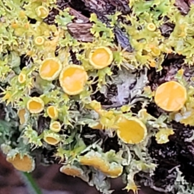 Teloschistes sp. (genus) (A lichen) at Ginninderry Conservation Corridor - 21 Jun 2022 by trevorpreston