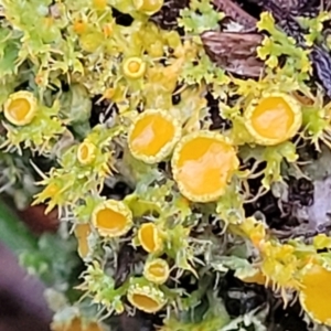 Teloschistes sp. (genus) at Coree, ACT - 21 Jun 2022