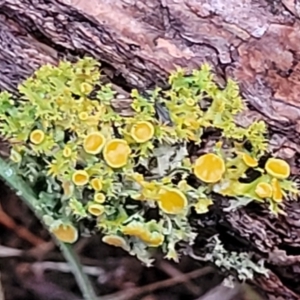 Teloschistes sp. (genus) at Coree, ACT - 21 Jun 2022