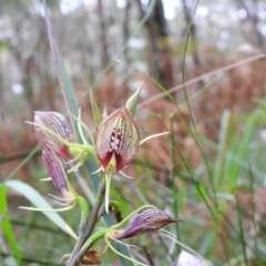 Cryptostylis erecta (Bonnet Orchid) at Callala Bay, NSW - 20 Jun 2022 by Edwards