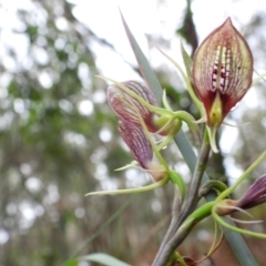 Cryptostylis erecta at Callala Bay, NSW - suppressed