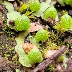 Asterella drummondii (A thallose liverwort) at Coree, ACT - 21 Jun 2022 by trevorpreston