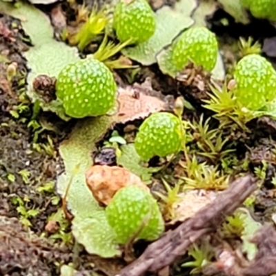 Asterella drummondii (A thallose liverwort) at Coree, ACT - 21 Jun 2022 by trevorpreston