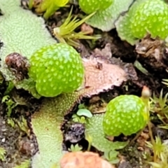 Asterella drummondii at Coree, ACT - 21 Jun 2022