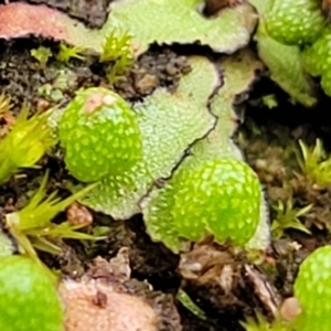 Asterella drummondii at Coree, ACT - 21 Jun 2022