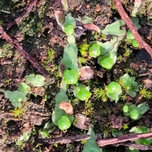 Asterella drummondii at Coree, ACT - 21 Jun 2022