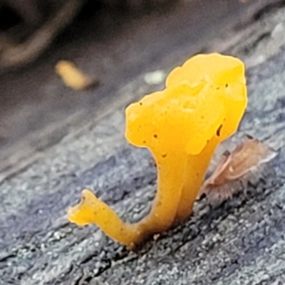 zz jelly-like puzzles at Ginninderry Conservation Corridor - 21 Jun 2022 by trevorpreston