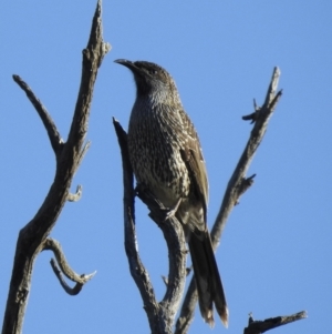 Anthochaera chrysoptera at Narooma, NSW - 11 Jun 2022