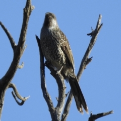 Anthochaera chrysoptera at Narooma, NSW - 11 Jun 2022