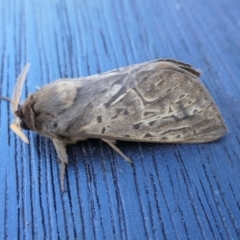 Oxycanus unidentified species near silvanus at Yass River, NSW - 5 May 2022 by SenexRugosus