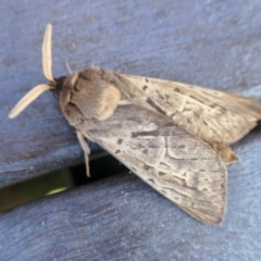 Oxycanus unidentified species near silvanus at Yass River, NSW - 5 May 2022 11:44 AM