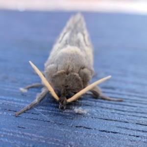 Oxycanus unidentified species near silvanus at Yass River, NSW - 5 May 2022 11:44 AM