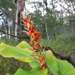 Hedychium gardnerianum (Kahili Ginger) at Callala Bay, NSW - 20 Jun 2022 by Edwards