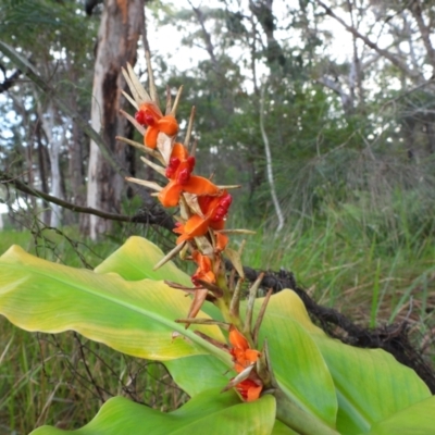 Hedychium gardnerianum (Kahili Ginger) at Callala Bay, NSW - 20 Jun 2022 by Edwards
