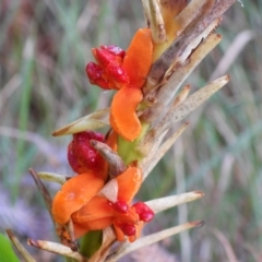 Hedychium gardnerianum at Callala Bay, NSW - 20 Jun 2022 03:15 PM