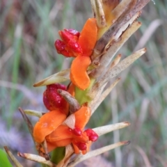 Hedychium gardnerianum at Callala Bay, NSW - 20 Jun 2022