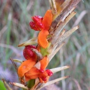 Hedychium gardnerianum at Callala Bay, NSW - 20 Jun 2022 03:15 PM