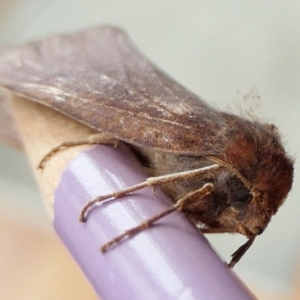 Fisera undescribed species nr belidearia at Yass River, NSW - 21 Jun 2022