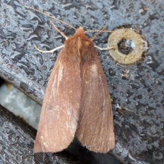 Fisera undescribed species nr belidearia at Yass River, NSW - 21 Jun 2022