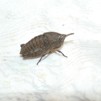 Goniaea australasiae (Gumleaf grasshopper) at Paddys River, ACT - 19 Jun 2022 by Amata