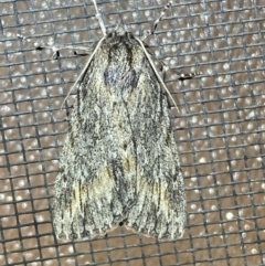 Chlenias nodosus (A geometer moth) at QPRC LGA - 21 Jun 2022 by Steve_Bok