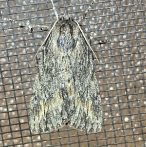 Chlenias nodosus at Jerrabomberra, NSW - 21 Jun 2022