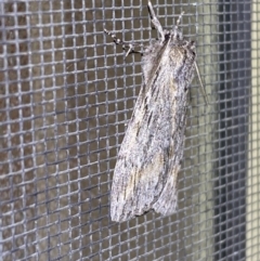 Chlenias nodosus at Jerrabomberra, NSW - 21 Jun 2022