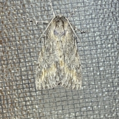 Chlenias nodosus at Jerrabomberra, NSW - 21 Jun 2022