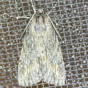 Chlenias nodosus at Jerrabomberra, NSW - 21 Jun 2022