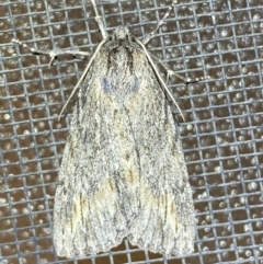 Chlenias nodosus at Jerrabomberra, NSW - 21 Jun 2022