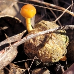 Protostropharia semiglobata (Dung Roundhead) at Bruce Ridge - 22 Jun 2022 by trevorpreston