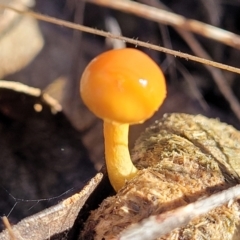 Protostropharia semiglobata at O'Connor, ACT - 22 Jun 2022