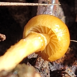 Protostropharia semiglobata at O'Connor, ACT - 22 Jun 2022