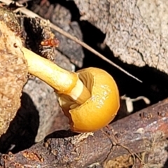 Protostropharia semiglobata at O'Connor, ACT - 22 Jun 2022