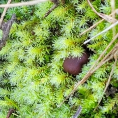 Bartramiaceae at Bruce Ridge - 22 Jun 2022 by trevorpreston