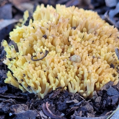 Ramaria sp. (A Coral fungus) at Lyneham, ACT - 22 Jun 2022 by trevorpreston
