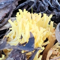 Ramaria sp. (A Coral fungus) at Bruce Ridge - 22 Jun 2022 by trevorpreston