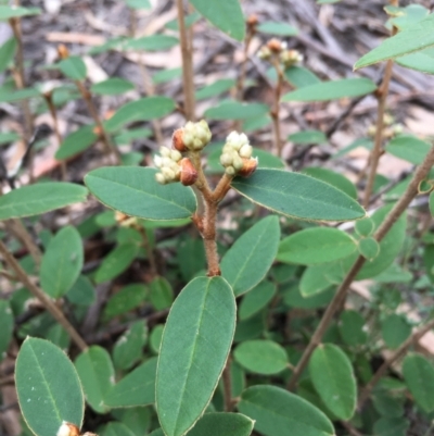 Pomaderris andromedifolia subsp. andromedifolia (Andromeda Pomaderris) at Lower Boro, NSW - 13 Jun 2022 by mcleana